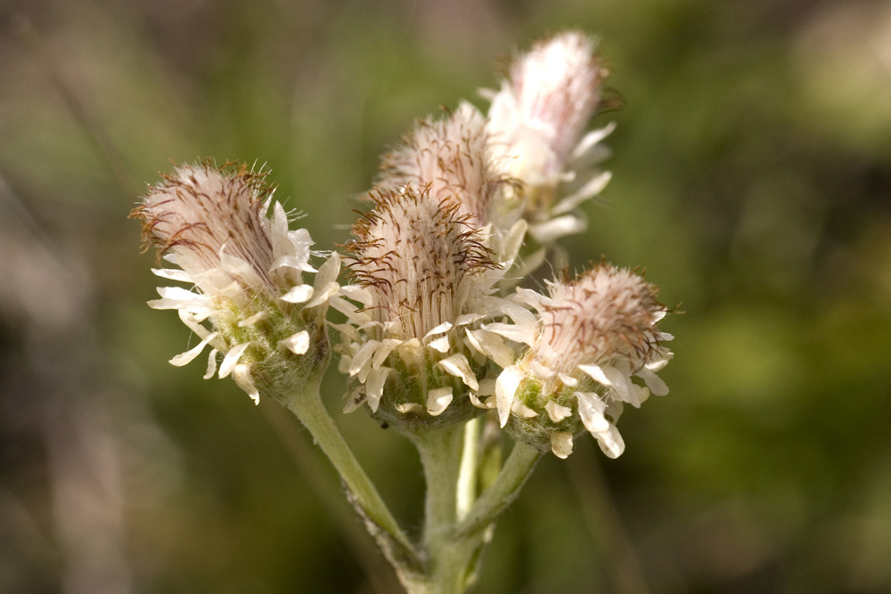 Antennaria dioica / Sempiterni di montagna